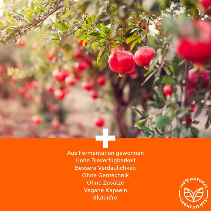 ANEOMED Cosmetics Urolithin A 500mg vegane Kapseln Beschreibung Wirkung Longevity Weitere Informationen