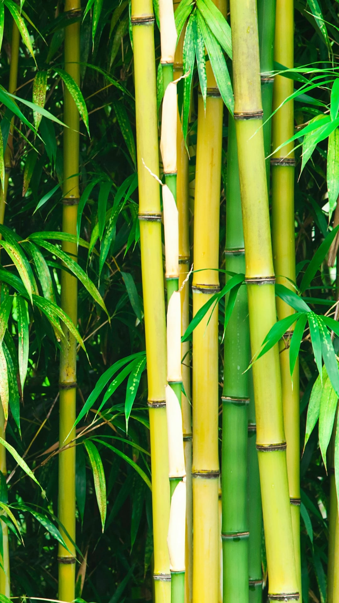 ANEOMED Cosmetics Bambus Silizium Haut Haare Nägel Haarkapseln Vegan